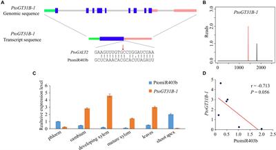 Association Study and Mendelian Randomization Analysis Reveal Effects of the Genetic Interaction Between PtoMIR403b and PtoGT31B-1 on Wood Formation in Populus tomentosa